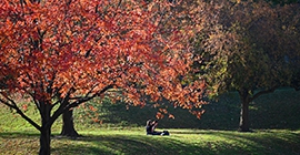 two students sitting under colorful fall tree on campus